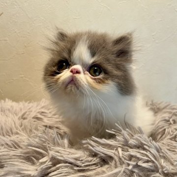 フォールデックス【北海道・男の子・2025年6月8日・ブルー&ホワイト🐾（ミディアムヘア）】の写真「お値下げ中！9/1まで！」