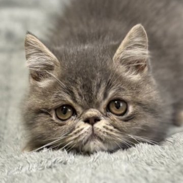 エキゾチックショートヘア【北海道・男の子・2025年10月10日・ブルータビー（　）】の写真「両親遺伝子検査クリア
甘えん坊☺️」