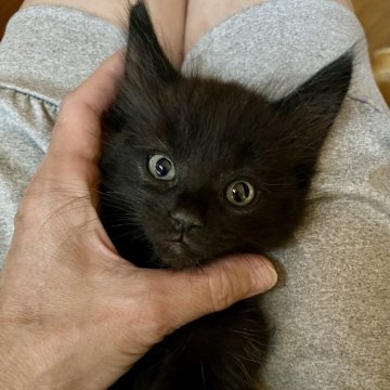 メインクーン【北海道・男の子・2025年7月28日・ブラック👍】の写真「好奇心旺盛な可愛い子です」