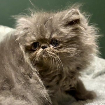 エキゾチックロングヘア【北海道・男の子・2025年9月11日・ブルー✨】の写真「ぶさカワでホワホワです♪」