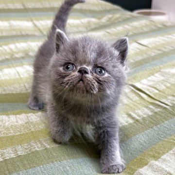 エキゾチックショートヘア【北海道・男の子・2025年5月4日・ブルー】の写真「小粒で可愛い、ぶちゃメン🩷」