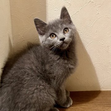 ミヌエット(長足)【北海道・男の子・2025年9月12日・ブルー✨】の写真「お問い合わせはお早めに」