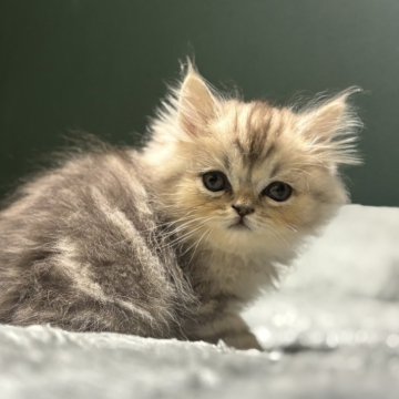 ミヌエット(長足)【北海道・男の子・2025年9月8日・シルバータビー】の写真「おっとり君です😊」