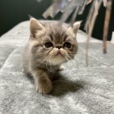 エキゾチックショートヘア