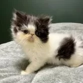 エキゾチックロングヘア