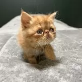 エキゾチックショートヘア【北海道・男の子・2025年10月10日・レッドタビー】の写真1