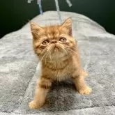 エキゾチックショートヘア