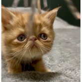 エキゾチックショートヘア