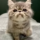 エキゾチックショートヘア