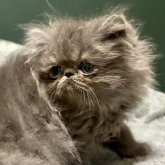 エキゾチックロングヘア