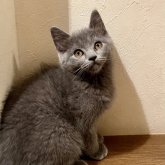 ミヌエット(長足)