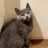 ミヌエット(長足)