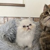 フォールデックス