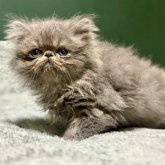 エキゾチックロングヘア