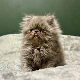 エキゾチックロングヘア