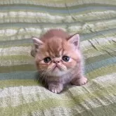 エキゾチックショートヘア