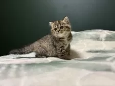 ミヌエット(長足)【北海道・女の子・2024年11月13日・ブラウンパッチドタビー】の写真2