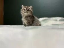 ミヌエット(長足)【北海道・女の子・2024年11月13日・ブラウンパッチドタビー】の写真3