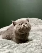 エキゾチックショートヘア【北海道・女の子・2025年9月11日・ブルー✨】の写真3