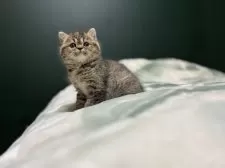 ミヌエット(長足)【北海道・女の子・2024年11月13日・ブラウンパッチドタビー】の写真5