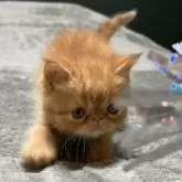 エキゾチックショートヘア【北海道・男の子・2025年10月10日・レッドタビー】の写真6