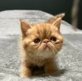 エキゾチックショートヘア【北海道・男の子・2025年10月10日・レッドタビー】の写真7