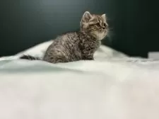 ミヌエット(長足)【北海道・女の子・2024年11月13日・ブラウンパッチドタビー】の写真8