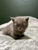 エキゾチックショートヘア【北海道・女の子・2025年9月11日・ブルー✨】の写真9