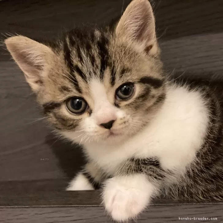 ID：2405-00322の子猫