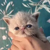 エキゾチックショートヘア