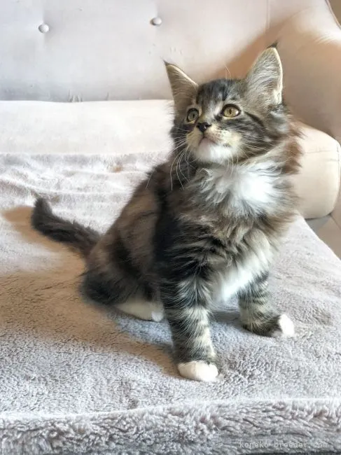 A 様のお迎えした子猫