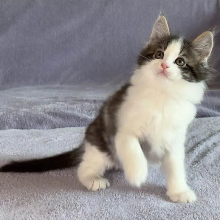 ID：2302-02112の子猫
