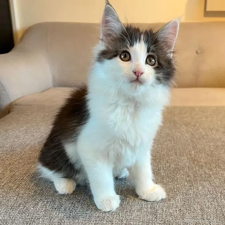 ID：2206-02205の子猫