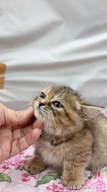 松田　克子(まつだ　かつこ)ブリーダー(大分県・ブリティッシュロングヘアなど・PCC/JCC登録)の紹介写真1