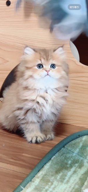 冨成　いしん(とみなり　いしん)ブリーダー(岐阜県・スコティッシュフォールドなど・ACC登録)の紹介写真6