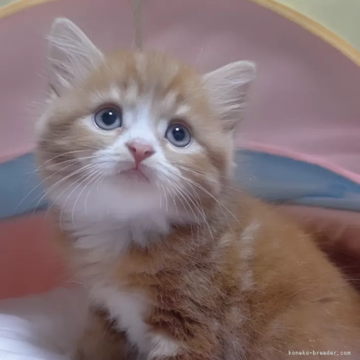 ID：2410-02075の子猫