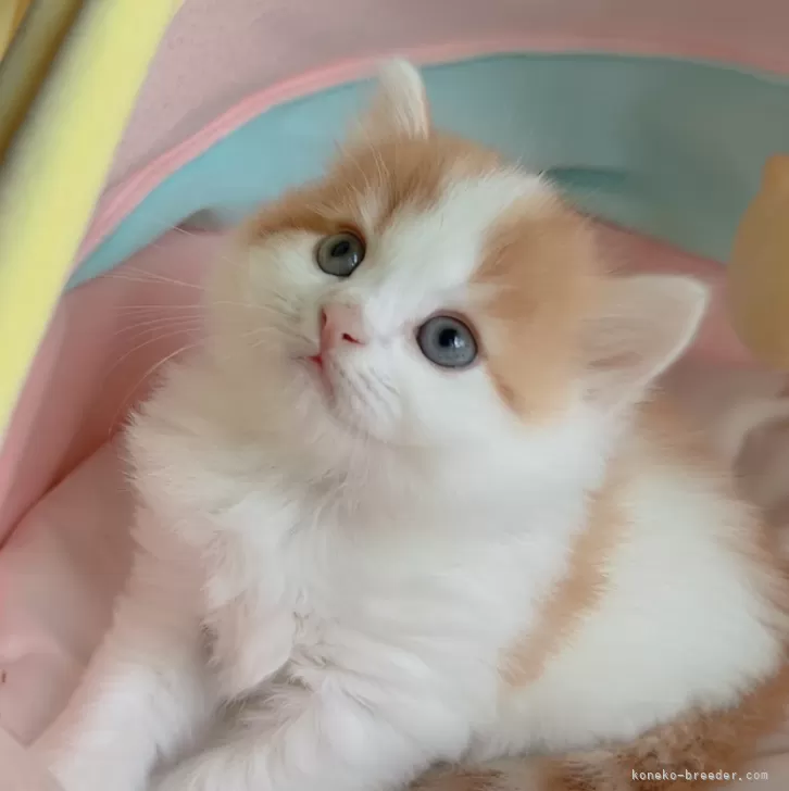 ID：2405-02145の子猫