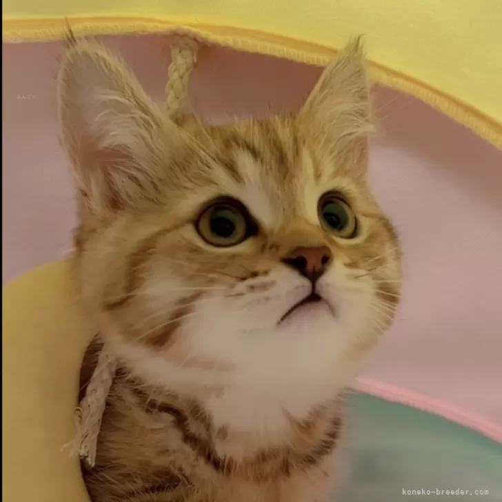 ID:2403-00413の子猫