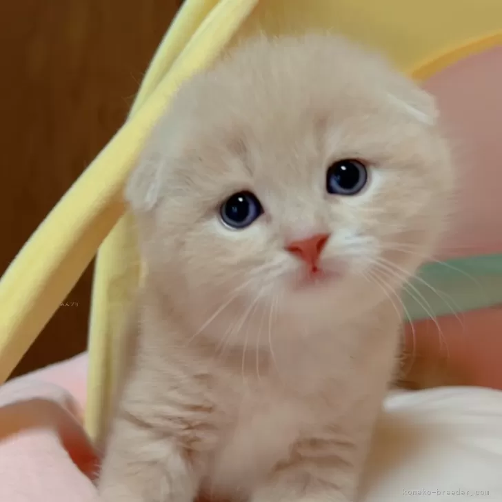 ID：2408-02842の子猫