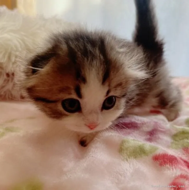 ID:2303-02337の子猫