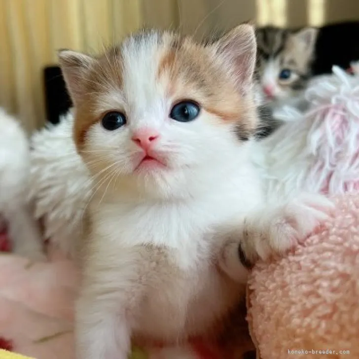 ID:2304-00386の子猫
