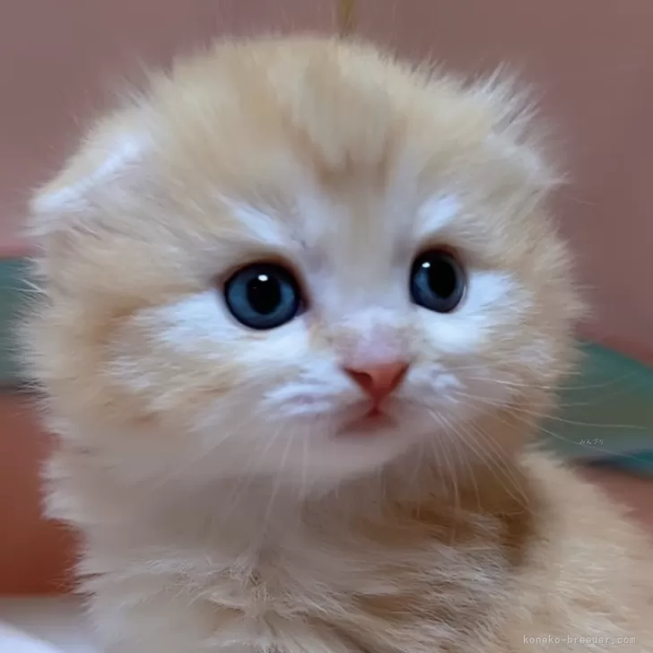 ID：2401-02098の子猫