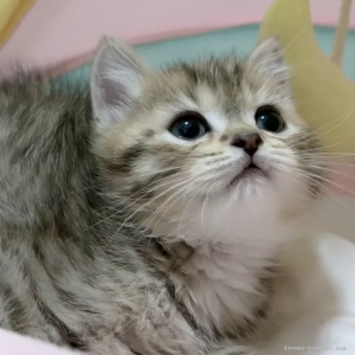 ID:2310-00956の子猫