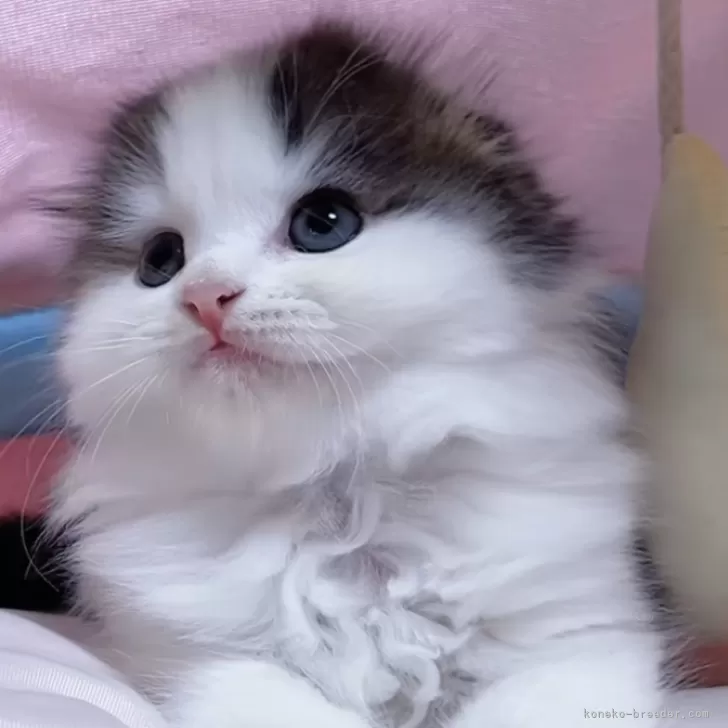 ID：2410-01451の子猫