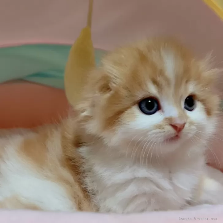 ID：2404-01409の子猫