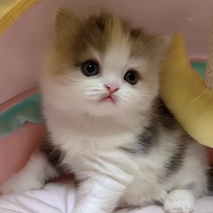 ID：2403-00399の子猫