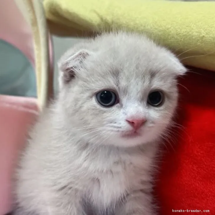 ID：2305-03674の子猫