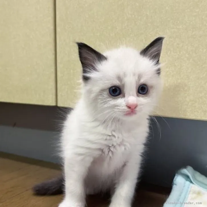 ID：2305-00246の子猫