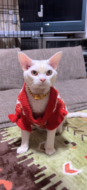 デボンレックス【・男の子・2024年4月24日・ホワイト】