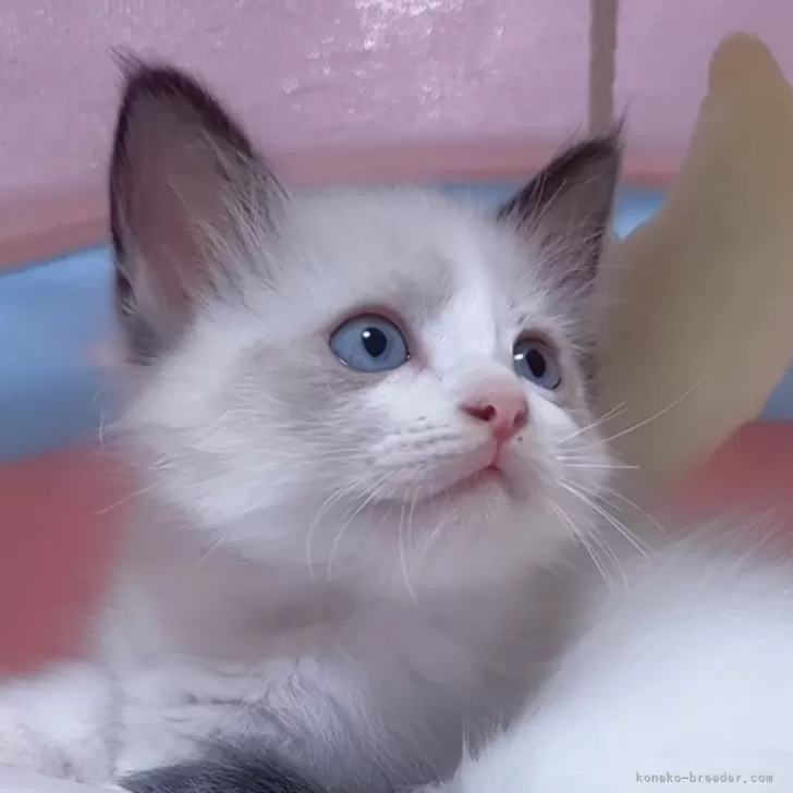 ID：2410-01474の子猫